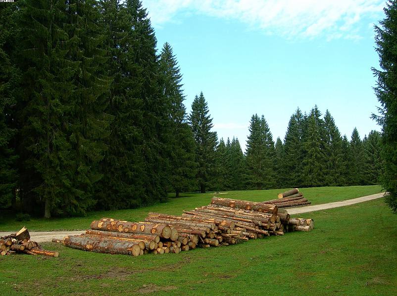 La foresta subalpina di Les breuleux  (CH)